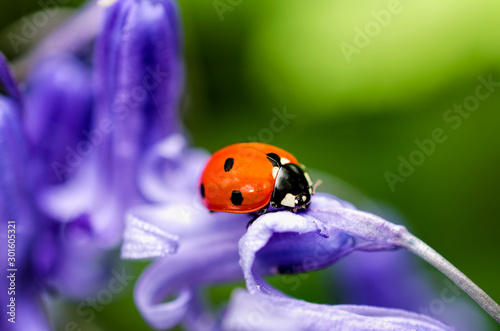 Ladybird on Bluebell