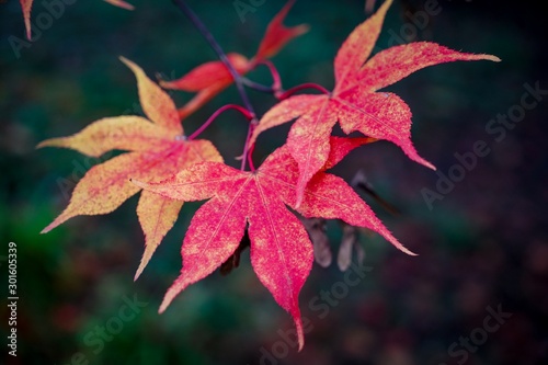 autumn leaves on black background