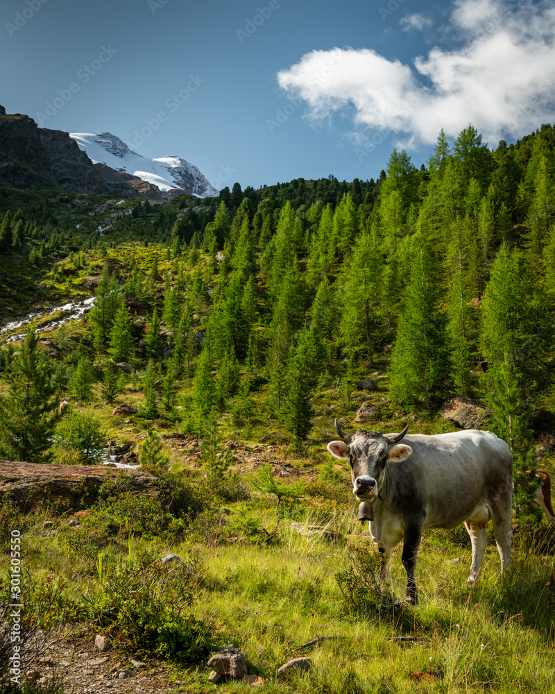 Cattle near a small creek in the alps on a sunny day in summer