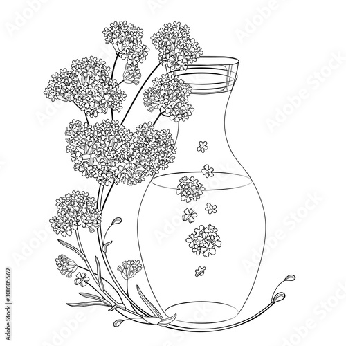 Corner bouquet of outline Verbena or Argentinian vervain flower and bottle of essential oil in black isolated on white background.