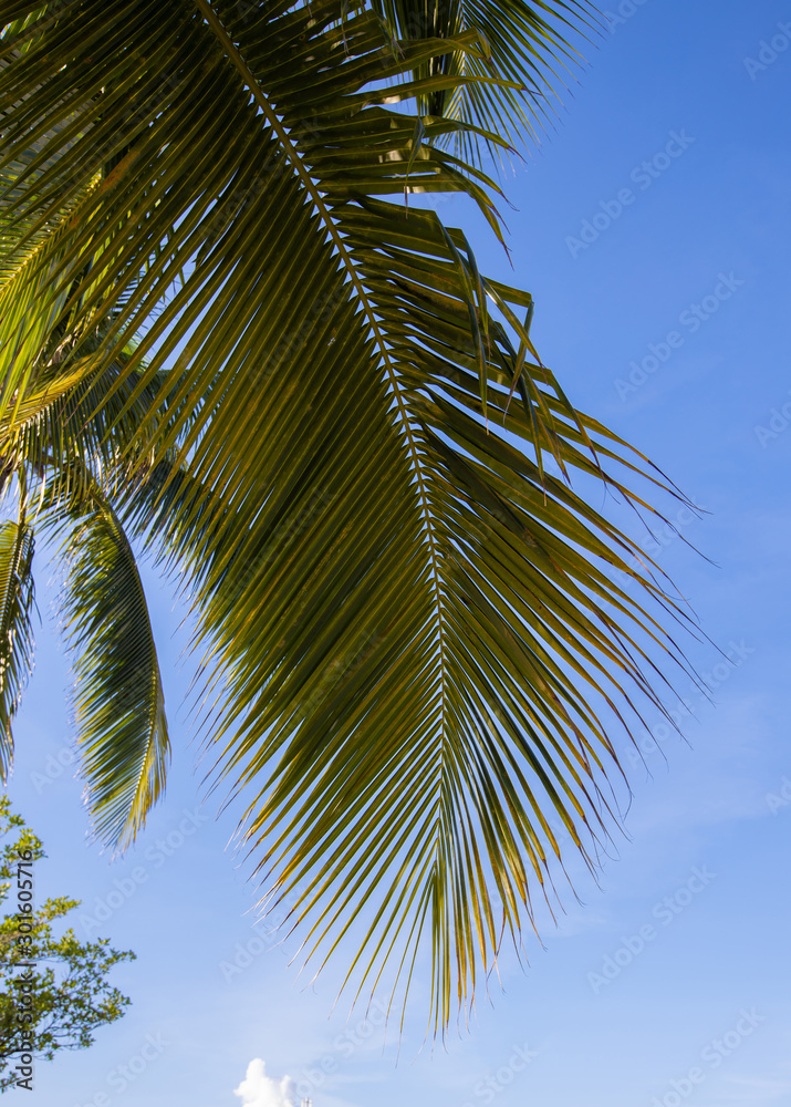Fototapeta premium Palm tree with blue sky in Miami Beach