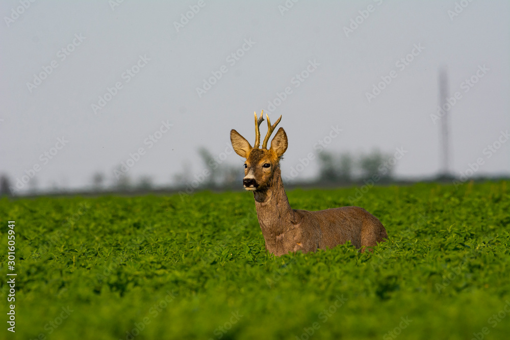Naklejka premium Beautiful deer on green grass