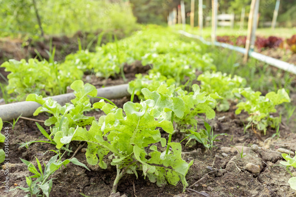 Obraz premium Vegetable garden with fresh salad grow up in plentifully soil