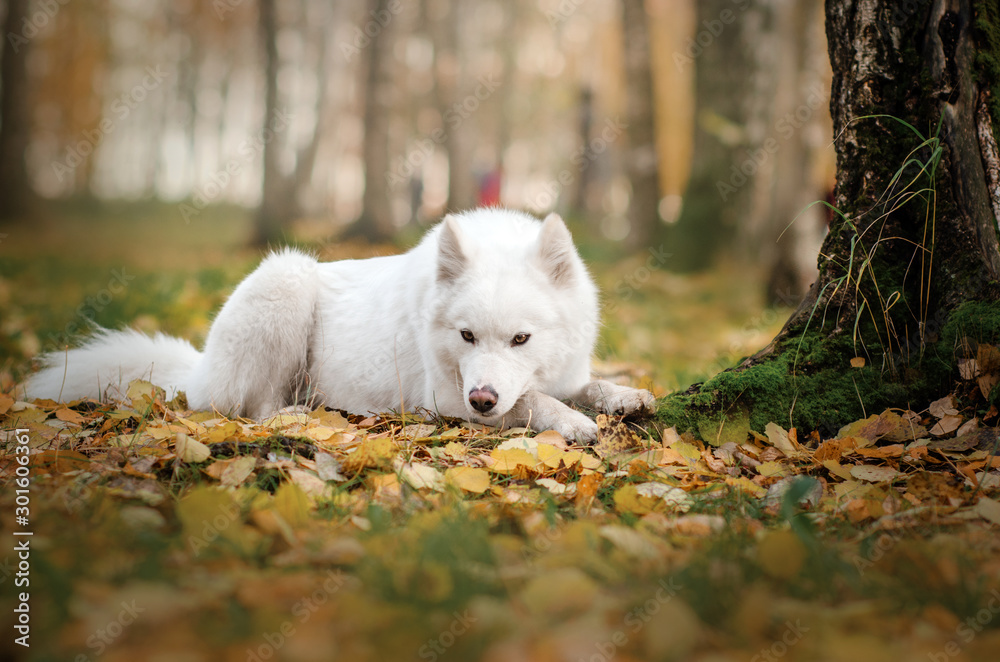 Yakutian Laika dog walk in autumn park lovely portrait