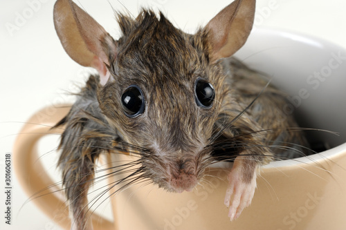 Mouse with wet hairs inside beige mug