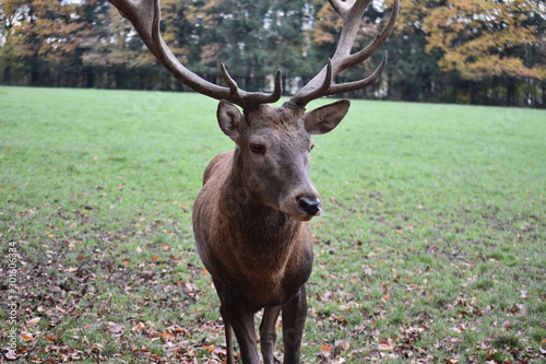 Deer