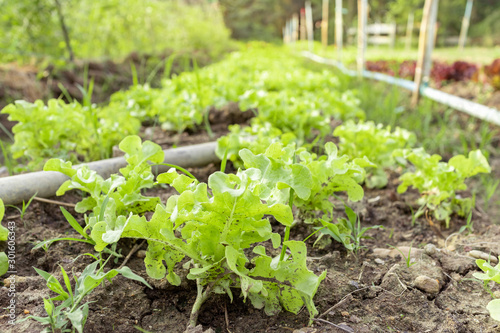 Vegetable garden with fresh salad grow up in plentifully soil
