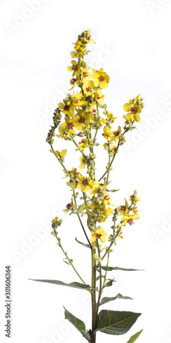 medicinal plant from my garden: Verbascum nigrum ( black mullein ) open flowers and green leafs isolated on white background