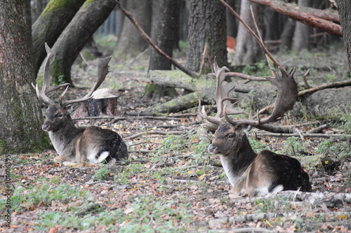 Deer sitting