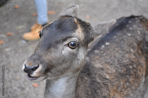 Deer