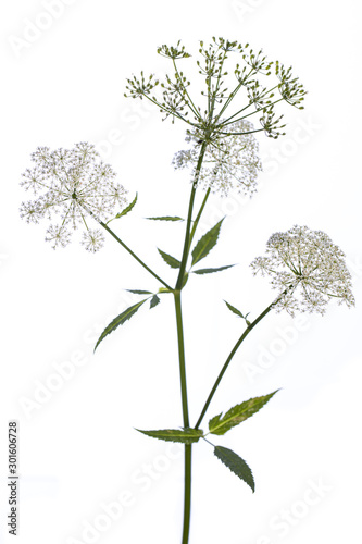 medicinal plant from my garden: Aegopodium podagraria ( ground elder ) side view of stem, flowers and leafs isolated on white background
