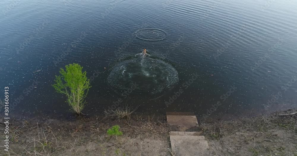 Aerial view of Belgian Malinois dog fetching a stick into the water