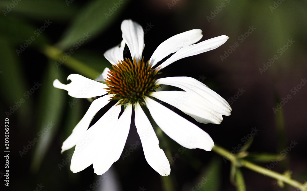 Obraz premium Nature