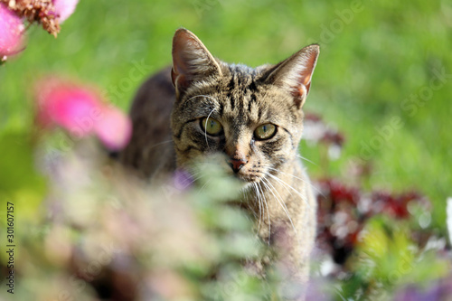 Beuatiful cat hiding behind flowers