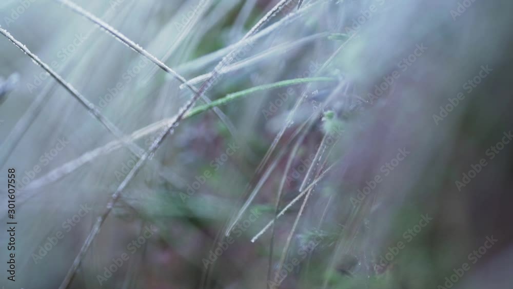 Focus macro nature organique texture, bokeh Focus macro nature organique texture, bokeh