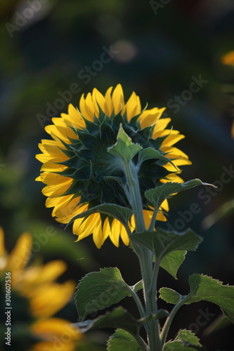 Sonnenblumen photo