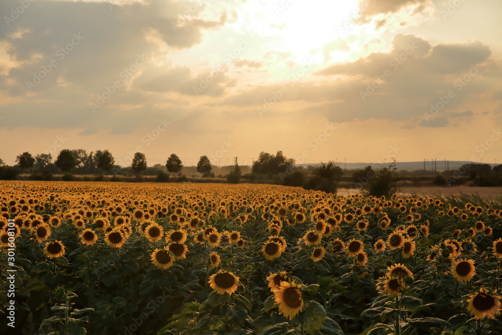 Fototapeta premium Sonnenblumen