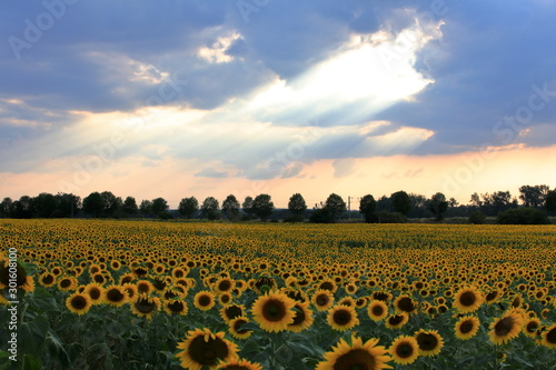 Sonnenblumen photo