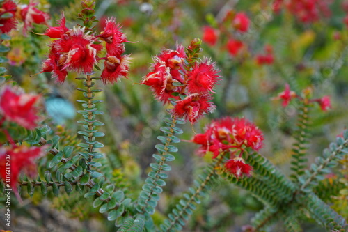 View of a red Verticordia Etheliana feather flower in Australia