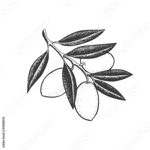 Hand drawn olive branch with fruits and leaves for Italian, Greek cuisine design, extra virgin oil food or cosmetic product packaging wrapper. Vector illustration isolated on white background