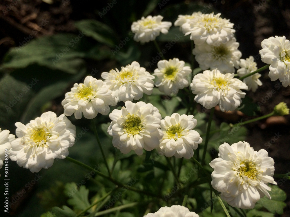 Korean Helen White Chrysanthemum Flowers in the Garden