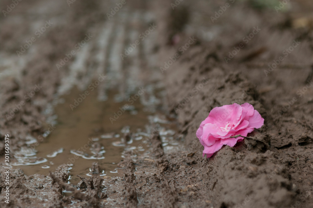 pink flower on the floor aboard a road full of mud and traces of tires of vehicles pink flower on the floor aboard a road full of mud and traces of tires of vehicles