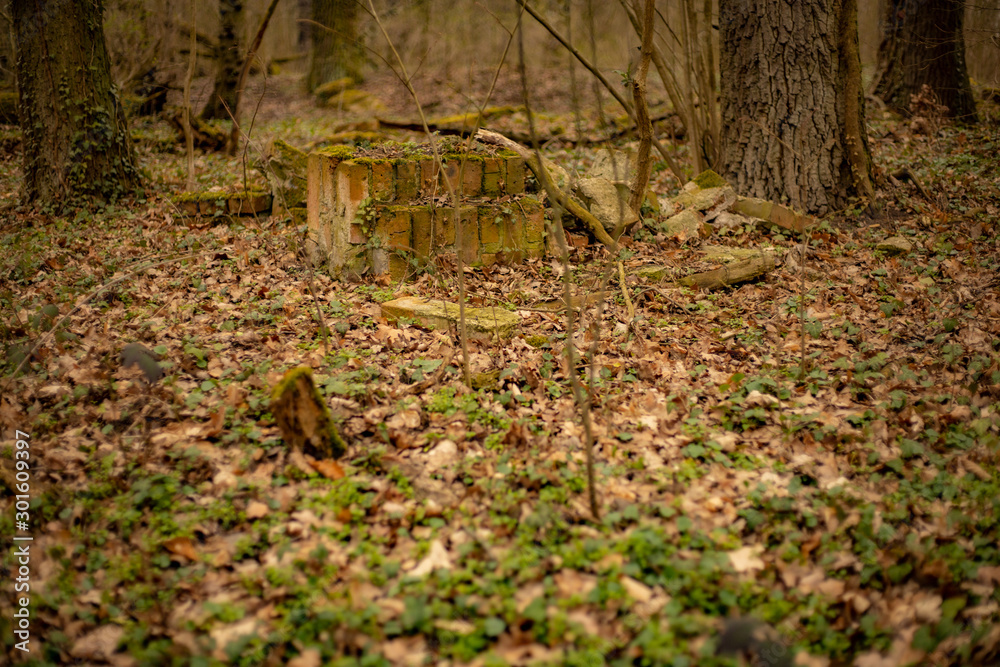 Wald, Steine und die Natur Wald, Steine und die Natur