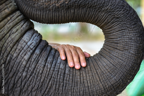 The hand of an old woman placed on the elephant's trunk with compassion. Seems to be connecting the hearts to one another.