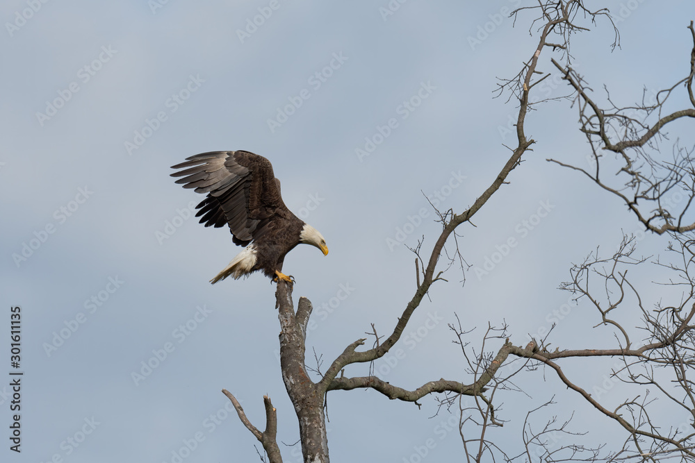 An American Bald Eagle perched in a tree. An American Bald Eagle perched in a tree.