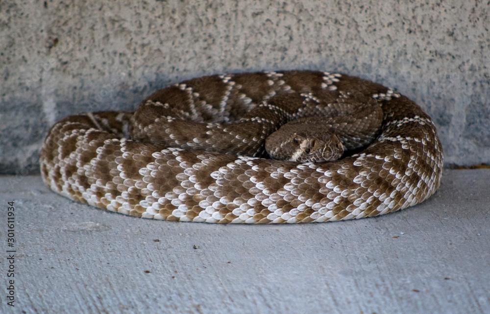 Obraz premium rattlesnake curled up near a wall