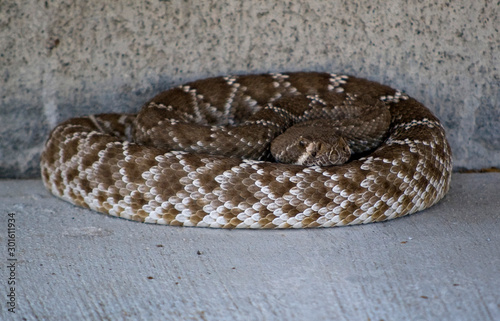 rattlesnake curled up near a wall