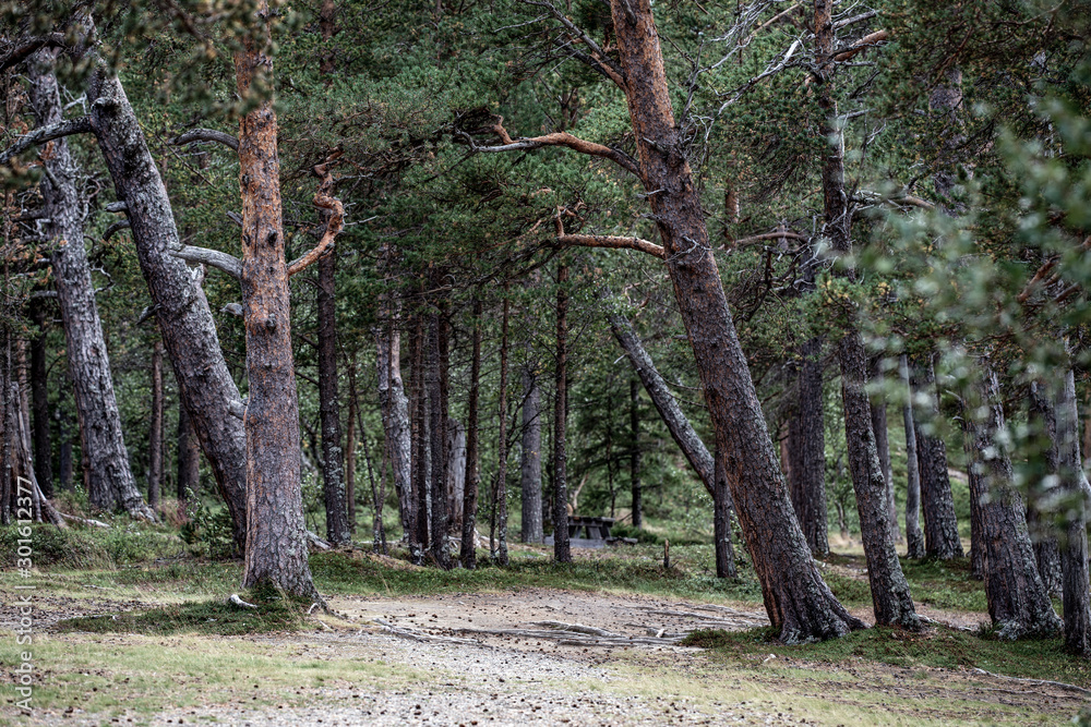trees in the forest, jämtland, sweden trees in the forest, jämtland, sweden