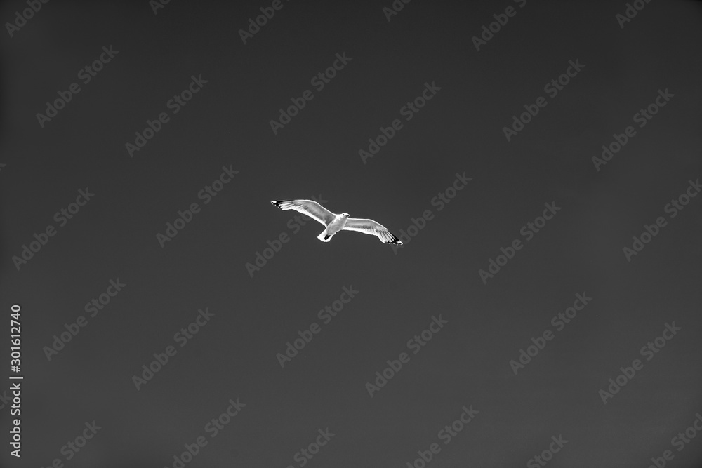 seagull flying in the blue sky, sweden