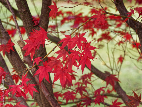 (Acer palmatum 'Atropurpureum') Japanes Maple with deep purple red foliage, crimson-red lobed leaves in fall photo
