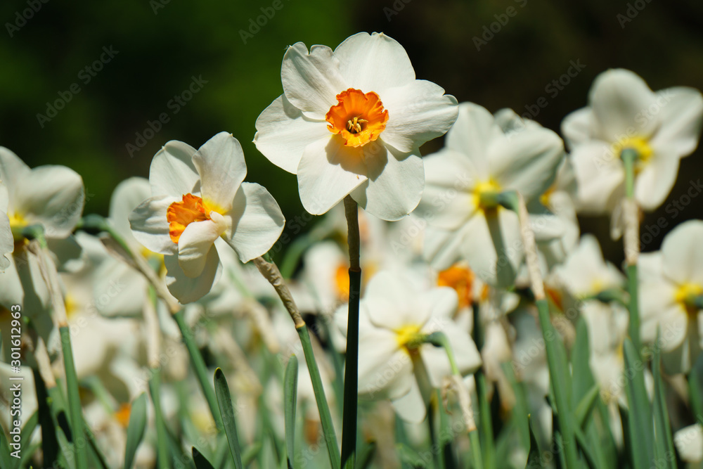 close-up of a daffodils in the garden close-up of a daffodils in the garden