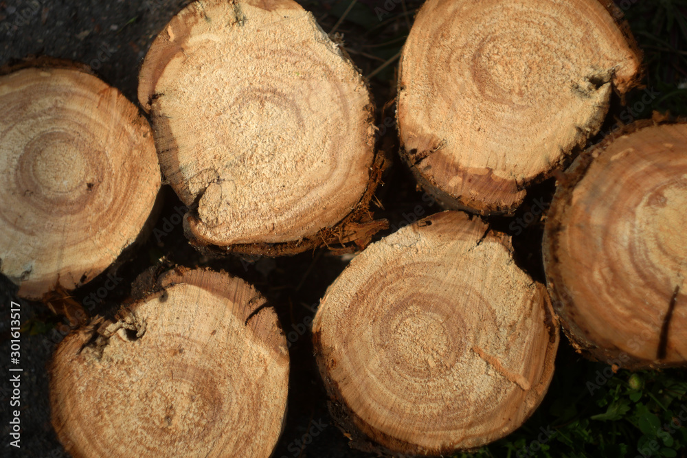 Wooden texture. Wood cut. sawmill Wooden texture. Wood cut. sawmill