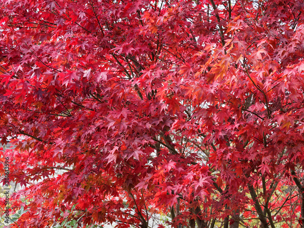 (Acer palmatum 'Atropurpureum') Japanese maple 'Emperor' or Red Emperor maple, popular and beautiful crimson-red foliaged cultivar in autumn (Acer palmatum 'Atropurpureum') Japanese maple 'Emperor' or Red Emperor maple, popular and beautiful crimson-red foliaged cultivar in autumn