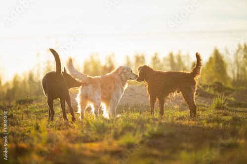 Photography Dogs standing on field and smelling each other