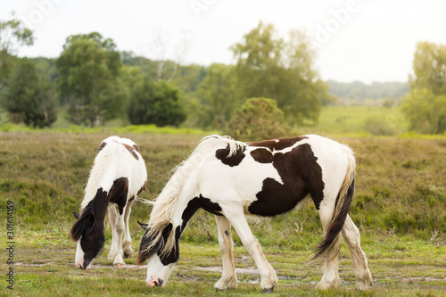 New Forest ponies grazing