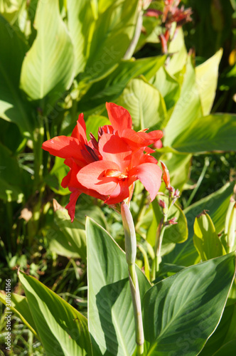 Canna lilies robert kemp red flowers vertcial