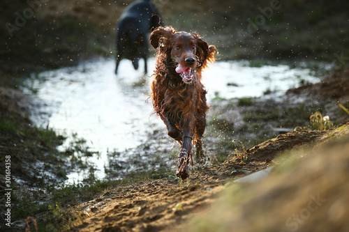 Photography Playful dogs running on muddy puddle at countryside