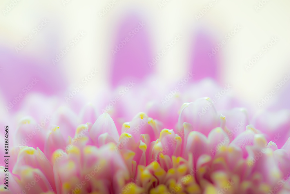 Wet chrysanthemum macro photo