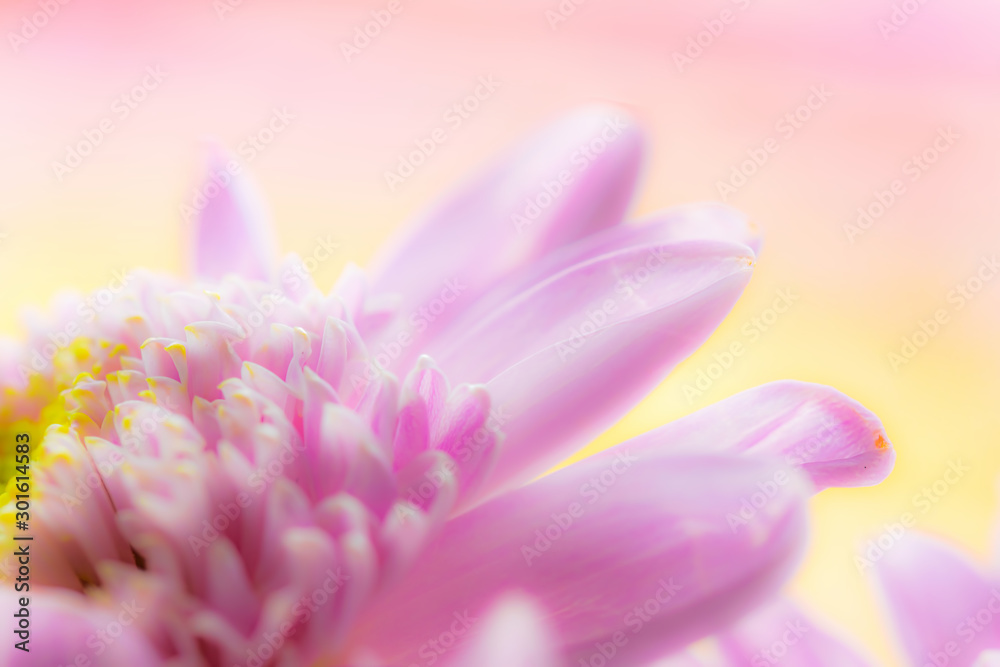 Wet chrysanthemum macro photo