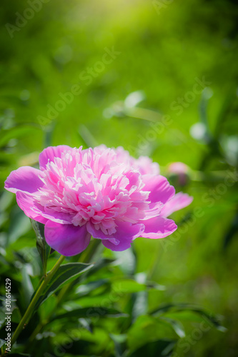 Pink peony flower close up