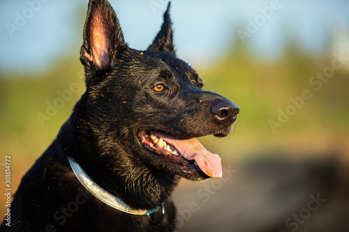 Valokuva Black shepherd dog with collar at countryside