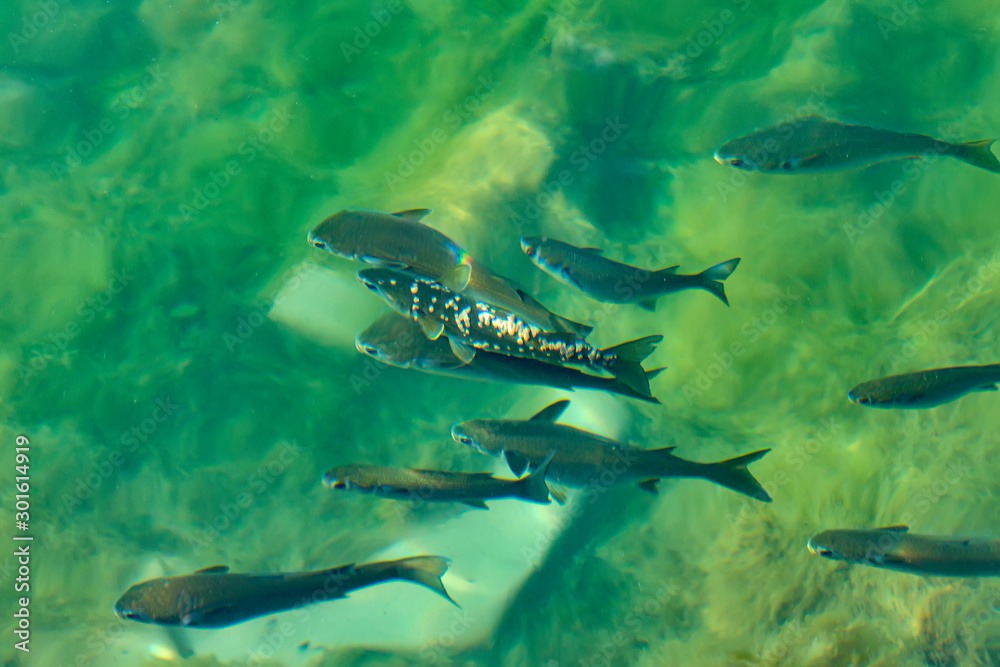 A lot of little fish. Adriatic Sea