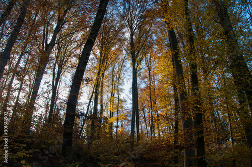 Autumn forests