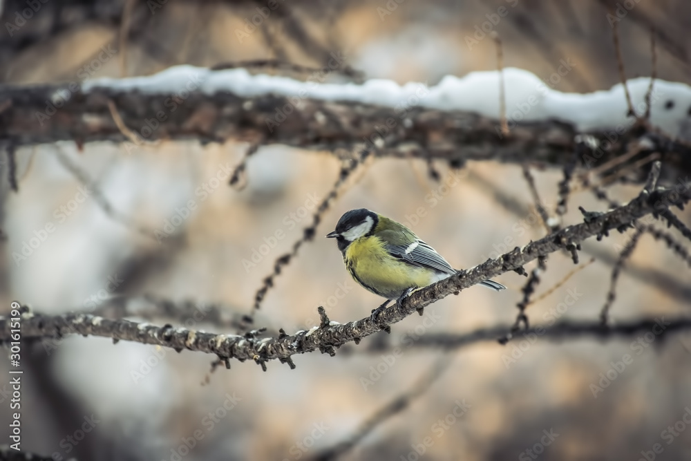 Titmouse sitting on a tree branch. Titmouse sitting on a tree branch.
