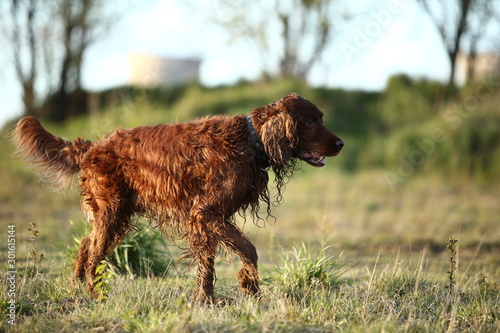 Irish Setter dog on spring field searching for prey