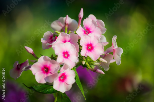 Pink phlox flower close up.